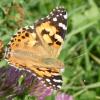 Vanessa cardui